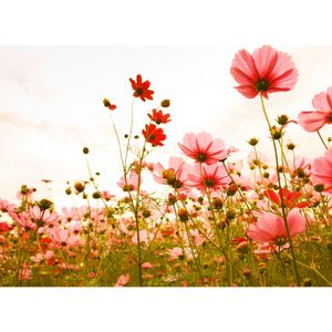 Fototapet FlowerMeadow1 DD118598 A.S. Création Designwalls