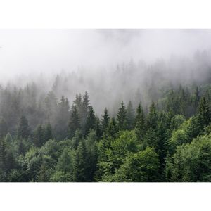 Fototapet FoggyFirTrees DD118602 A.S. Création Designwalls
