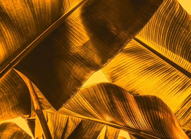 Fototapet BrokenLeaf2 DD118554 A.S. Création Designwalls