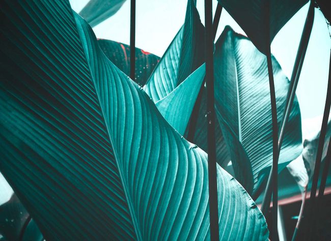 Fototapet LeafStalks2 DD118558 A.S. Création Designwalls