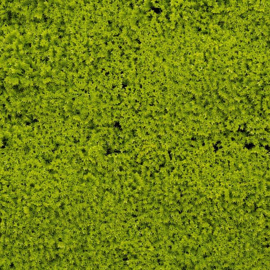 Mousse design "Limegrön" |52 x 52 cm